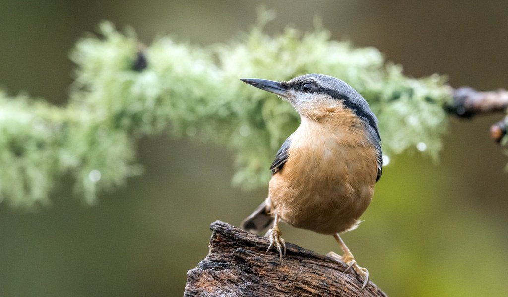 Обои птица, коряга, боке, поползень, bird, snag, bokeh, nuthatch разрешение 2112x1188 Загрузить