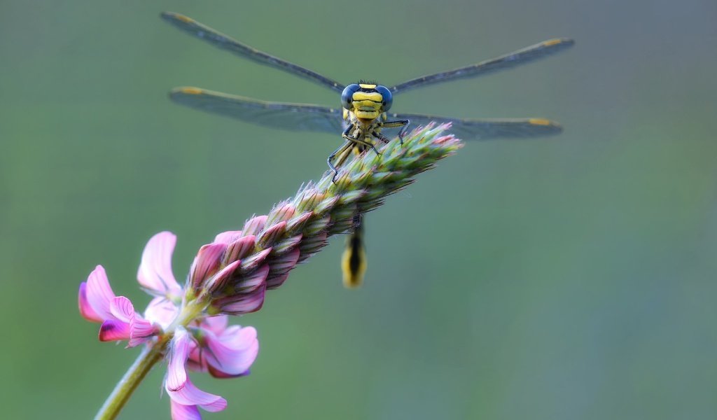 Обои ветка, макро, цветок, стрекоза, branch, macro, flower, dragonfly разрешение 2048x1427 Загрузить