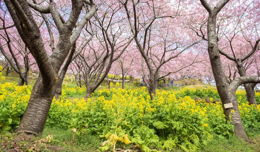Обои цветы, цветение, парк, весна, сакура, flowers, flowering, park, spring, sakura разрешение 4000x2670 Загрузить