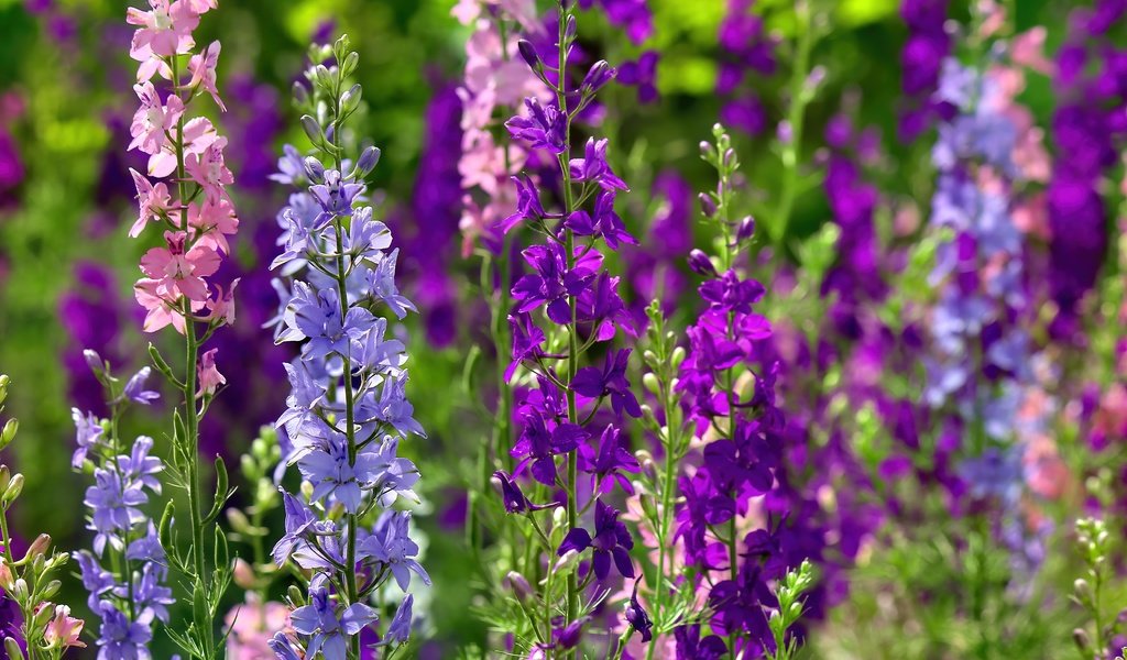 Обои цветы, стебли, дельфиниум, flowers, stems, delphinium разрешение 5184x3456 Загрузить