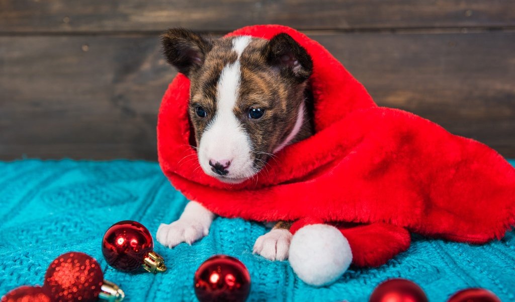 Обои щенок, мордашка, новогодние украшения, питбультерьер, питбуль, puppy, face, christmas decorations, pit bull terrier, pit bull разрешение 2000x1335 Загрузить