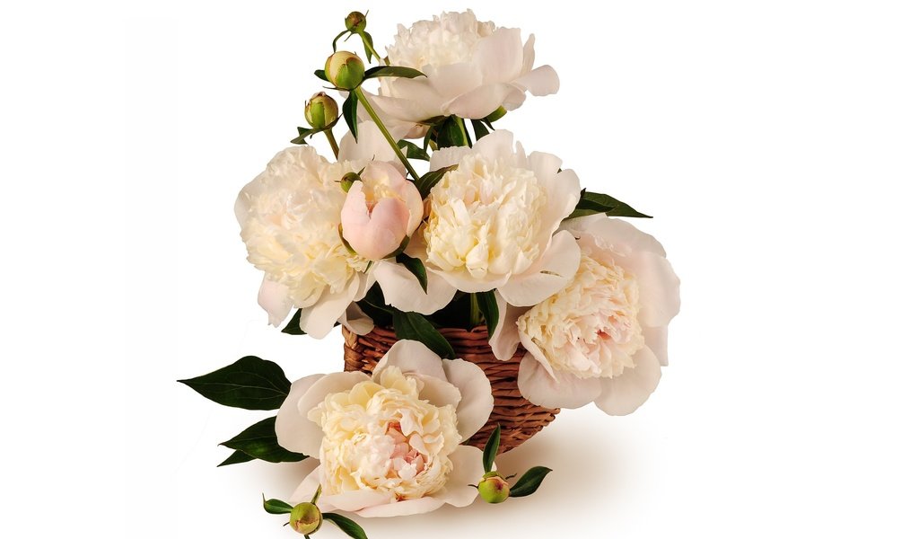 Обои цветы, корзинка, пионы, flowers, basket, peonies разрешение 3000x2000 Загрузить