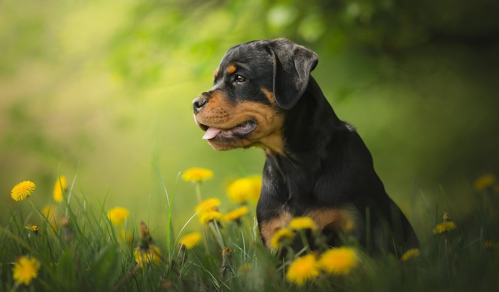 Обои цветы, собака, щенок, одуванчики, боке, ротвейлер, flowers, dog, puppy, dandelions, bokeh, rottweiler разрешение 2048x1365 Загрузить