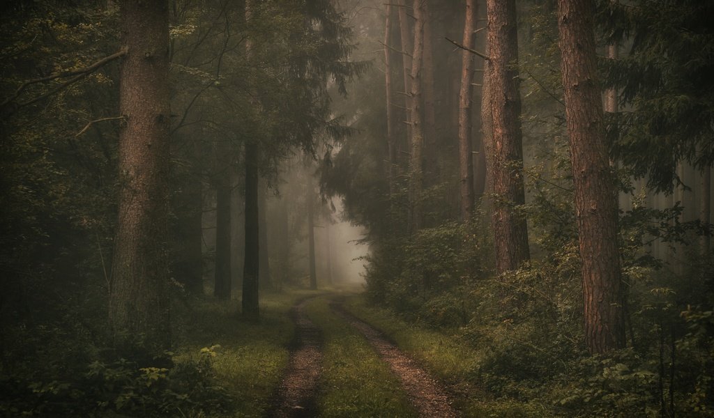 Обои дорога, деревья, лес, road, trees, forest разрешение 6000x4000 Загрузить