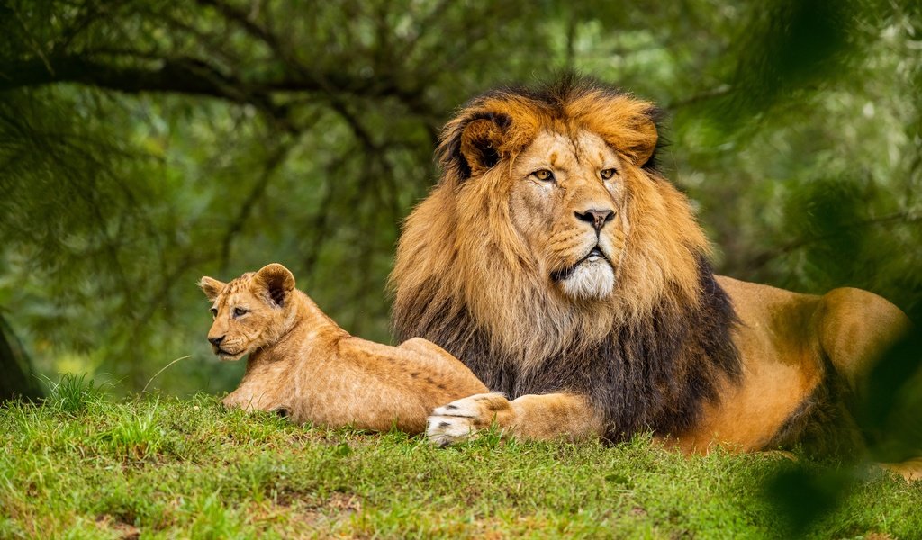 Обои морда, боке, природа, зелень, взгляд, лев, малыш, львёнок, детеныш, face, bokeh, nature, greens, look, leo, baby, lion, cub разрешение 5671x3781 Загрузить
