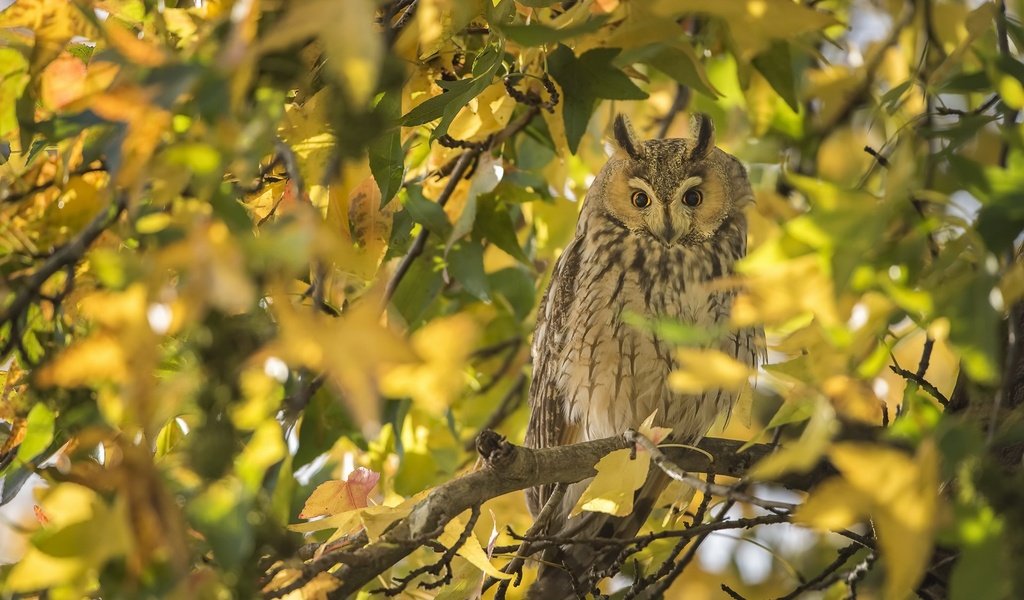 Обои сова, осень, птица, owl, autumn, bird разрешение 2048x1250 Загрузить