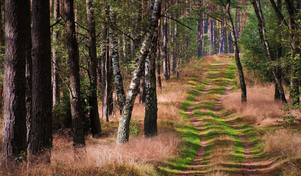 Обои трава, деревья, лес, ветки, стволы, тропинка, grass, trees, forest, branches, trunks, path разрешение 3840x2160 Загрузить