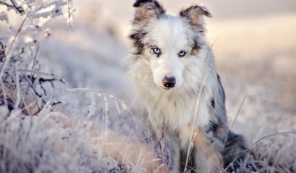 Обои трава, австралийская овчарка, снег, аусси, природа, зима, иней, взгляд, собака, голубые глаза, grass, australian shepherd, snow, aussie, nature, winter, frost, look, dog, blue eyes разрешение 2048x1375 Загрузить