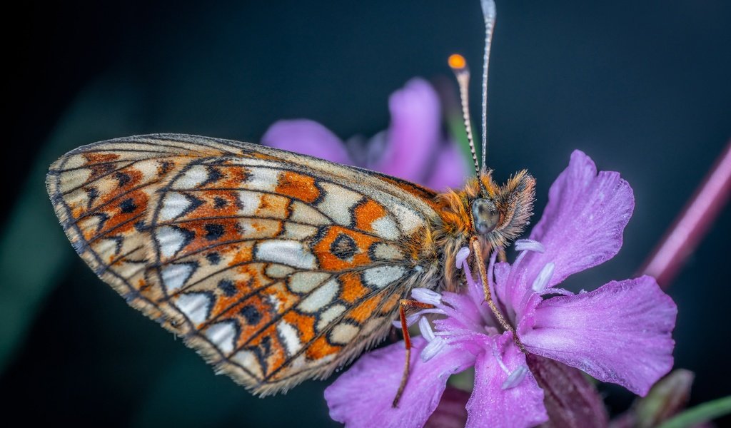 Обои цветок, бабочка, flower, butterfly разрешение 3500x2335 Загрузить