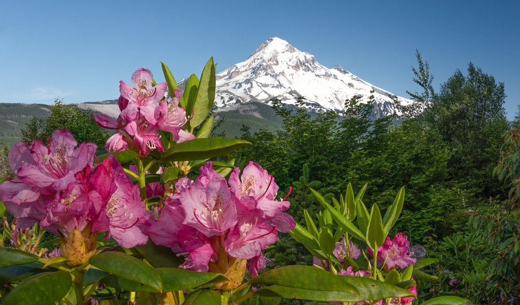 Обои цветы, горы, розовые, азалия, рододендроны, flowers, mountains, pink, azalea, rhododendrons разрешение 2048x1361 Загрузить