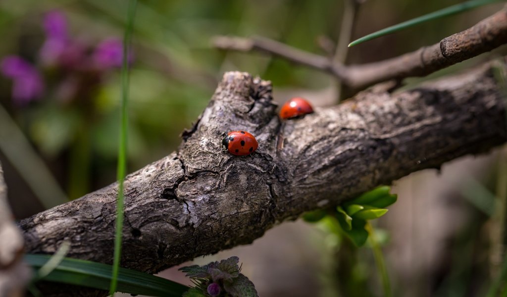 Обои ветка, божьи коровки, божья коровка, жуки, боке, branch, ladybugs, ladybug, bugs, bokeh разрешение 5472x3338 Загрузить