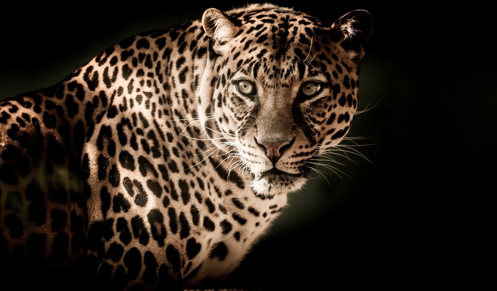 Обои морда, взгляд, леопард, хищник, большая кошка, черный фон, face, look, leopard, predator, big cat, black background разрешение 4288x2848 Загрузить