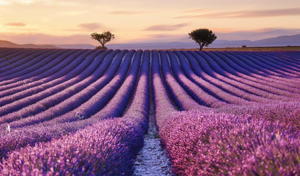 Обои цветы, поле, лаванда, горизонт, франция, прованс, flowers, field, lavender, horizon, france, provence разрешение 2000x1333 Загрузить