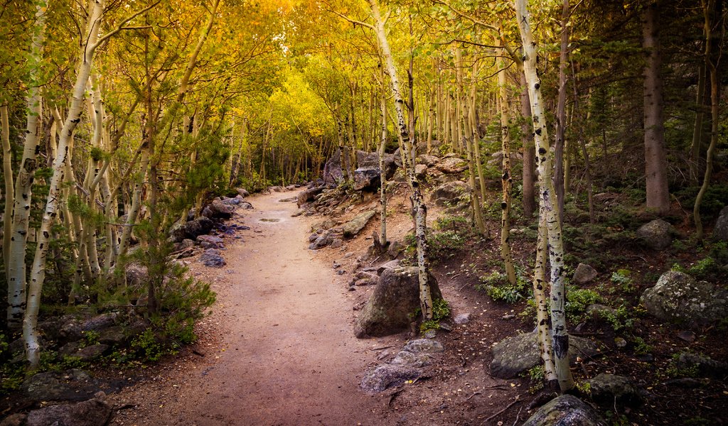 Обои деревья, лес, осень, тропинка, осина, осины, trees, forest, autumn, path, aspen разрешение 5668x3779 Загрузить