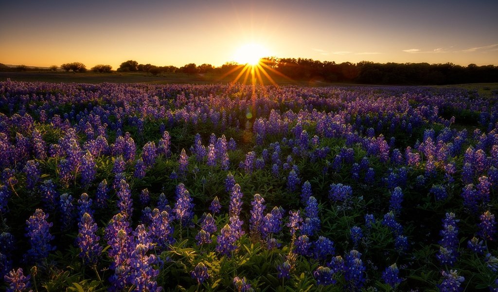 Обои цветы, закат, поле, лето, луг, сиреневые, люпины, flowers, sunset, field, summer, meadow, lilac, lupins разрешение 2048x1365 Загрузить