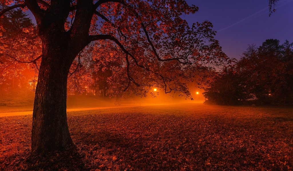 Обои свет, ночь, фонари, природа, дерево, пейзаж, парк, осень, light, night, lights, nature, tree, landscape, park, autumn разрешение 2048x1365 Загрузить