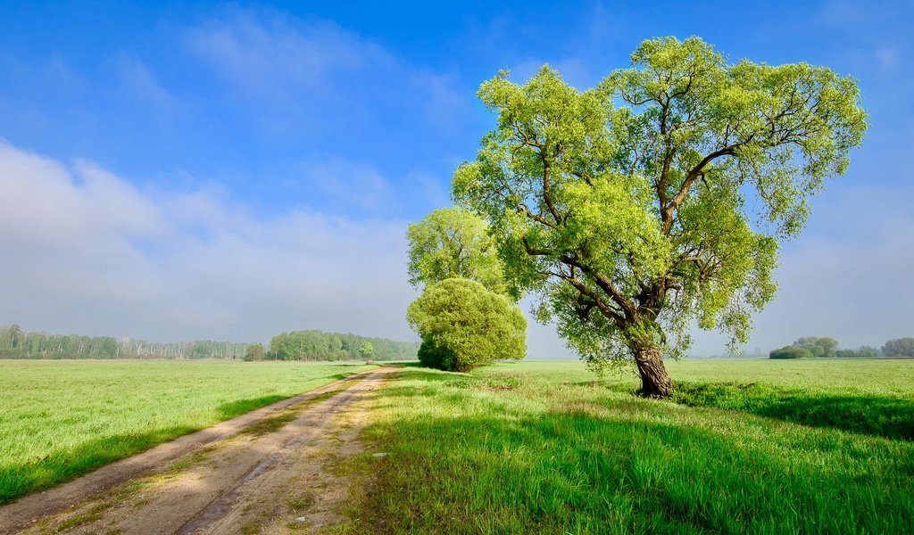 Обои небо, дорога, облака, дерево, поле, the sky, road, clouds, tree, field разрешение 3840x2160 Загрузить