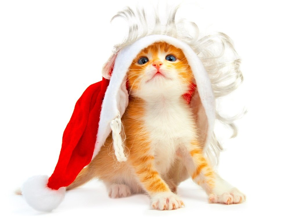 Обои новый год, котенок, белый фон, new year, kitty, white background разрешение 1920x1200 Загрузить