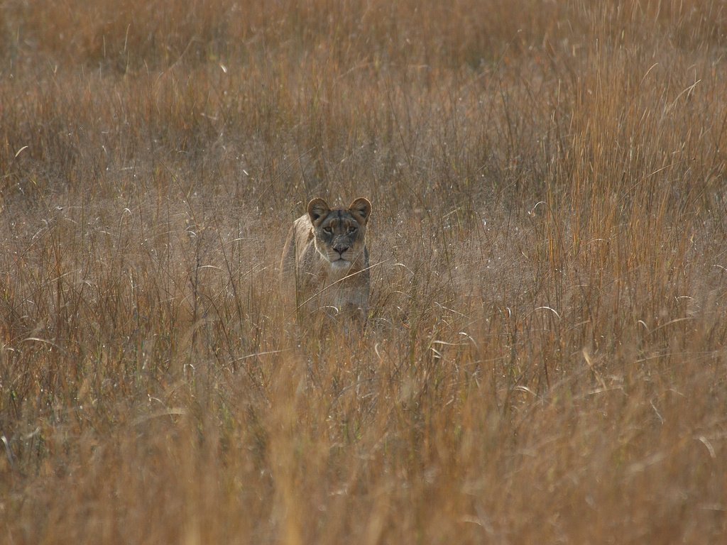 Обои охота, львица, hunting, lioness разрешение 2560x1600 Загрузить