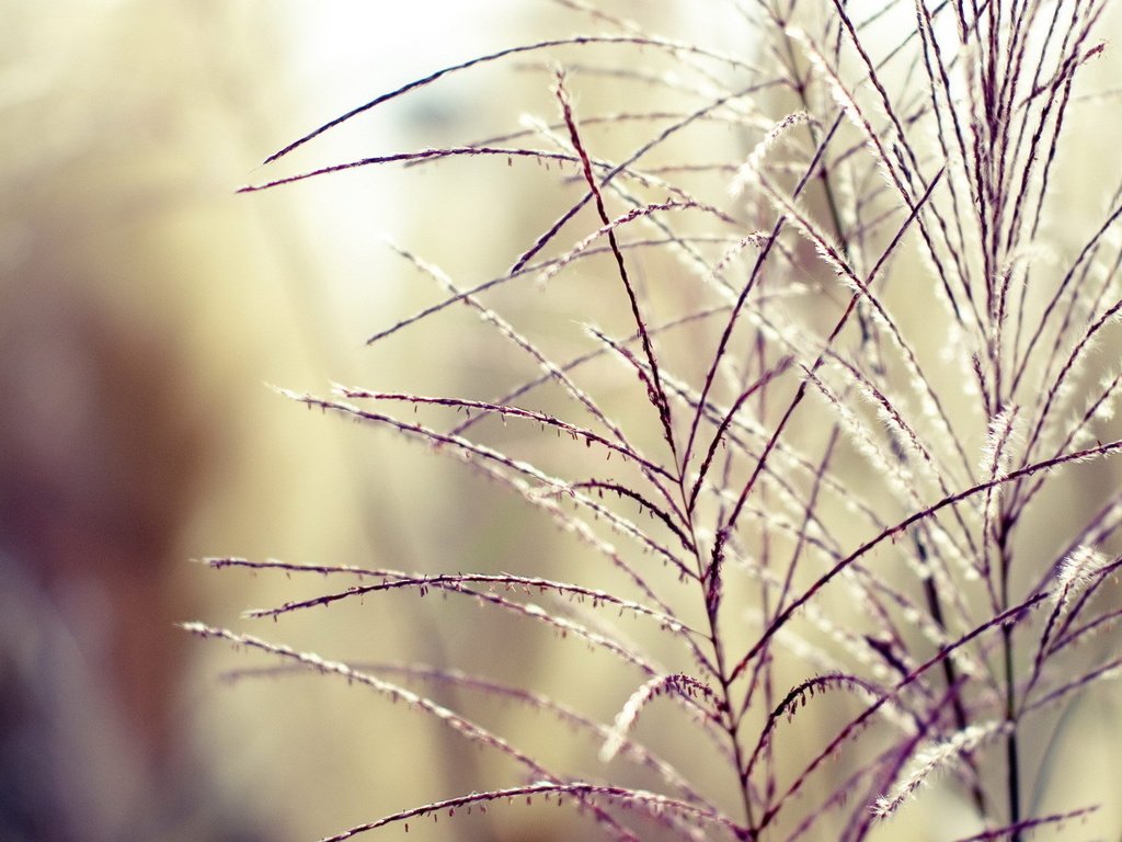 Обои трава, растения, фон, ветки, размытость, колоски, grass, plants, background, branches, blur, spikelets разрешение 1920x1200 Загрузить