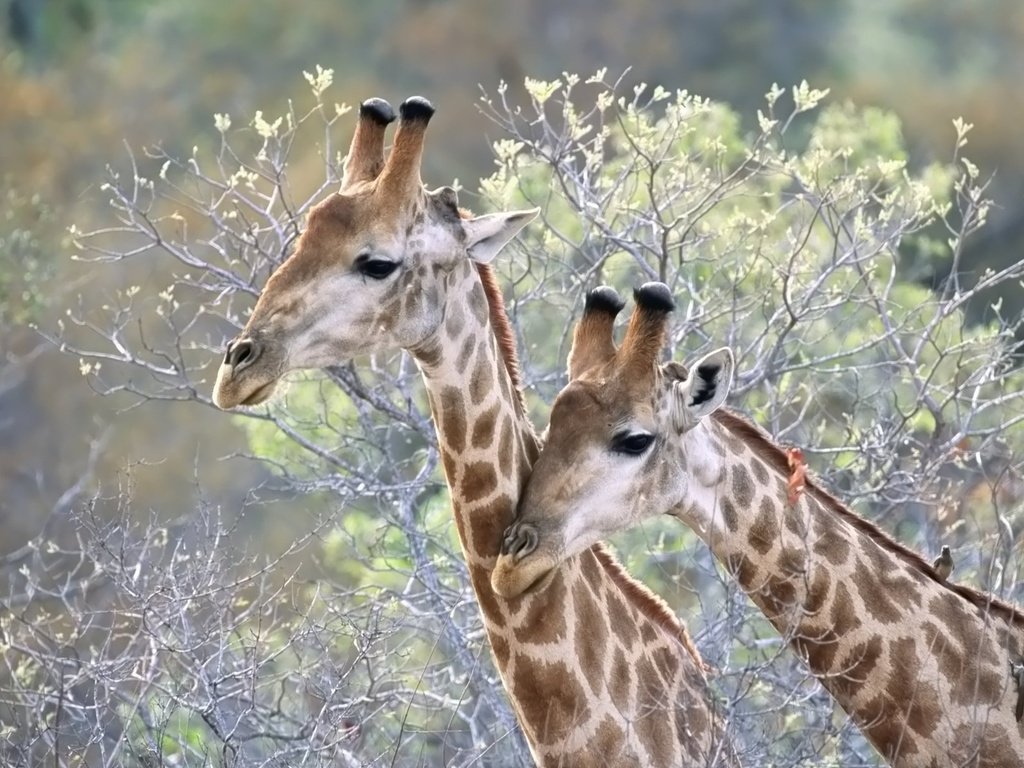 Обои животные, ветки, жираф, жирафы, шея, animals, branches, giraffe, giraffes, neck разрешение 1920x1200 Загрузить