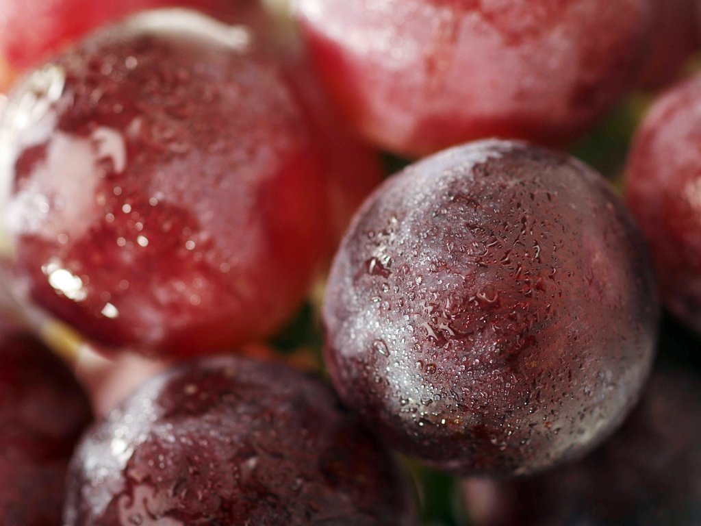 Обои виноград, капли, крупным планом, красный виноград, grapes, drops, closeup, red grapes разрешение 1920x1200 Загрузить