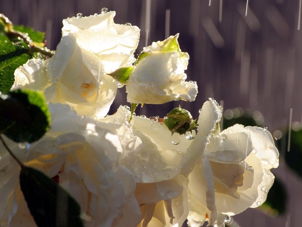 Обои цветы, капли, розы, лепестки, дождь, белые, капли дождя, flowers, drops, roses, petals, rain, white, raindrops разрешение 1920x1080 Загрузить