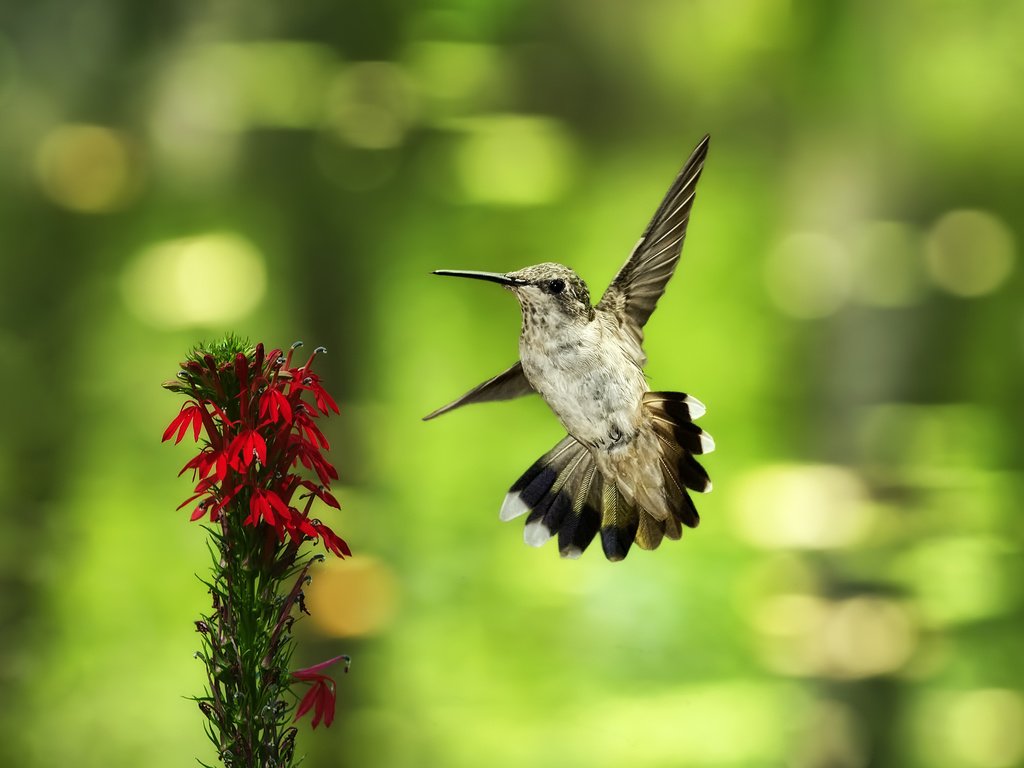 Обои фон, полет, цветок, птица, колибри, боке, background, flight, flower, bird, hummingbird, bokeh разрешение 2560x1600 Загрузить