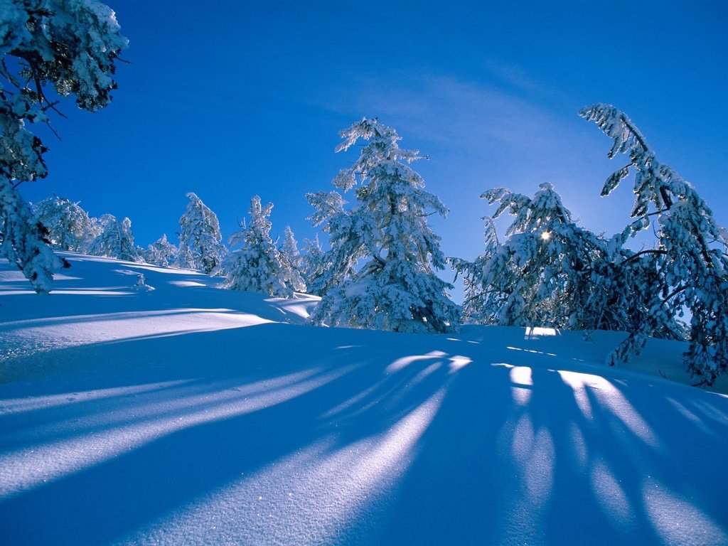 Обои снег, синий фон, лес, сосна, зима, голубое небо, склон, ель, холм, сугробы, тени, snow, blue background, forest, pine, blue sky, winter, slope, spruce, hill, the snow, shadows разрешение 1999x1333 Загрузить