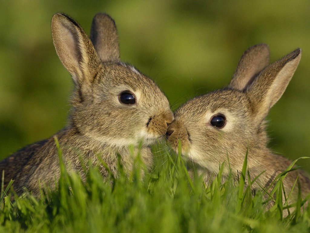 Обои трава, любовь, семья, кролики, зайцы, grass, love, family, rabbits разрешение 1920x1200 Загрузить