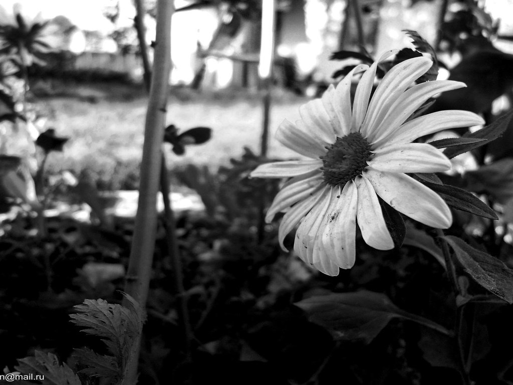 Обои цветок, черно белый, лепестки, flower, black and white, petals разрешение 1920x1200 Загрузить