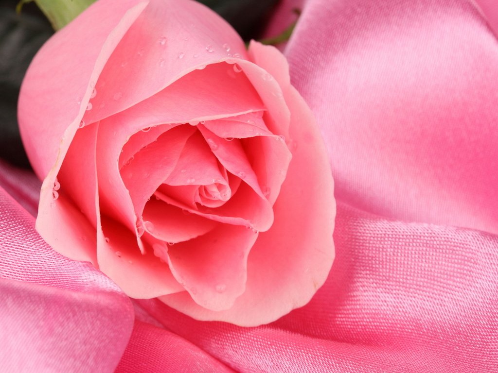 Обои роса, rozovyj, cvetok, kapli, roza, rosa разрешение 2560x1706 Загрузить