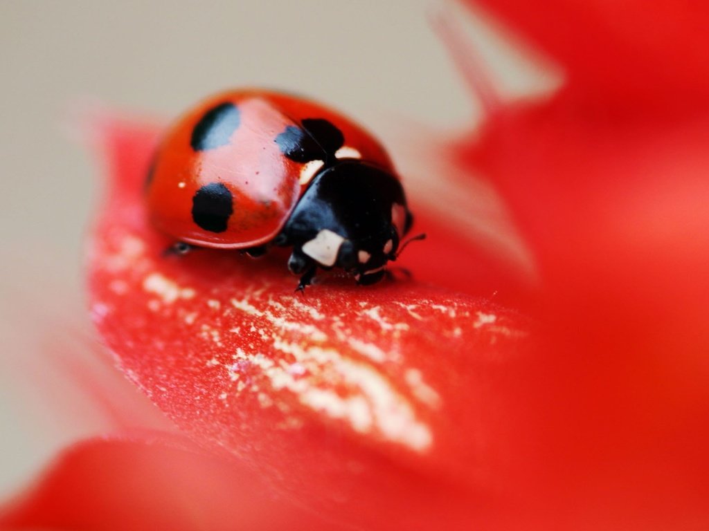 Обои макро, насекомое, цветок, красный, божья коровка, macro, insect, flower, red, ladybug разрешение 2560x1600 Загрузить