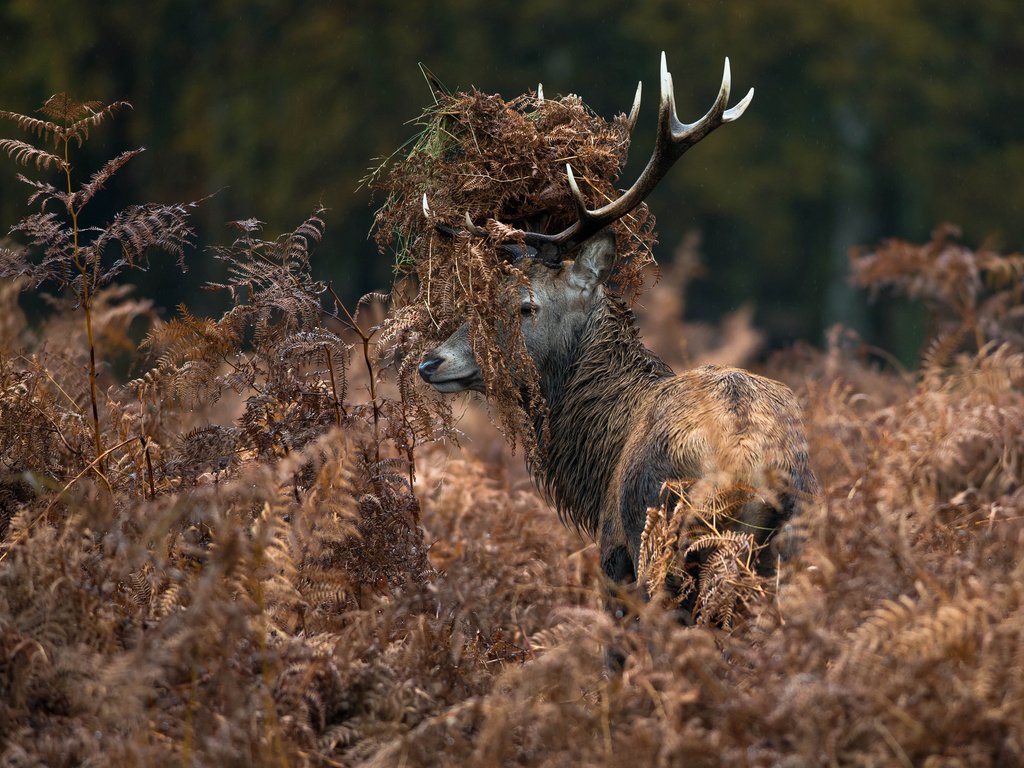 Обои трава, природа, олень, животные, рога, папоротник, сухая, grass, nature, deer, animals, horns, fern, dry разрешение 2048x1367 Загрузить