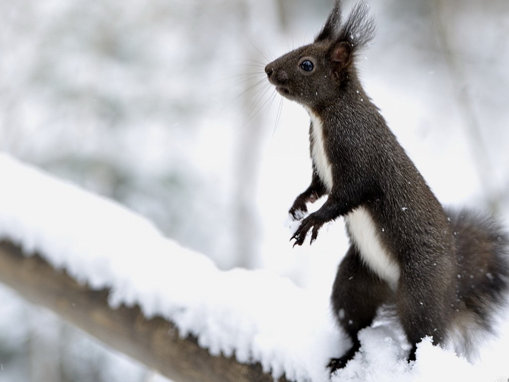 Обои снег, животные, серая, белка, зверек, стойка, грызун, snow, animals, grey, protein, animal, stand, rodent разрешение 1920x1200 Загрузить