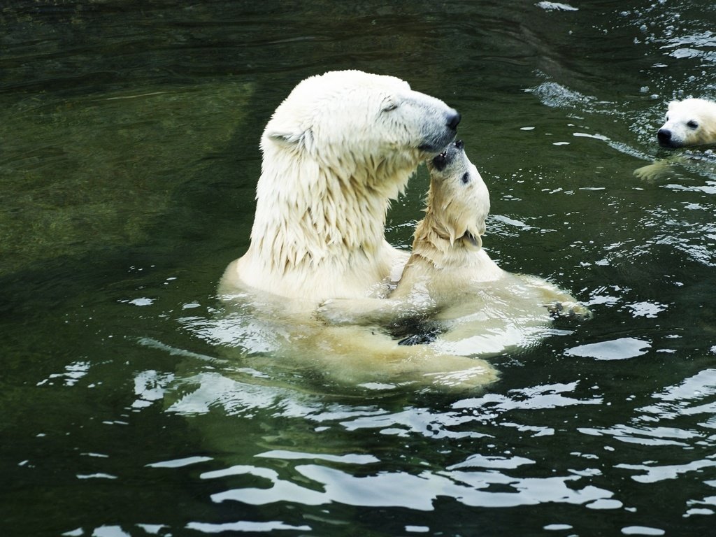 Обои вода, белые, нежность, медведи, полярные, медведица, медвежата, water, white, tenderness, bears, polar, bear разрешение 2560x1600 Загрузить