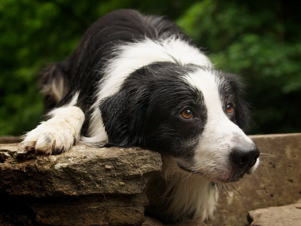 Обои мордочка, друг, лапки, бордер-колли, собака. взгляд, muzzle, each, legs, the border collie, dog. look разрешение 2560x1600 Загрузить