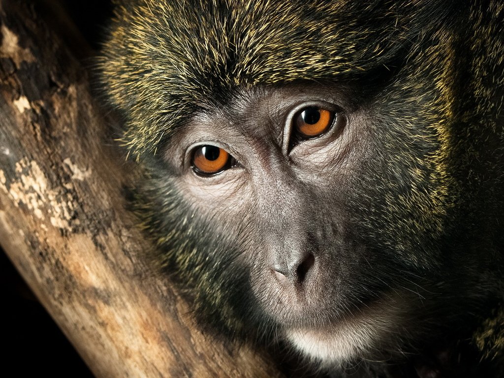 Обои глаза, природа, животные, взгляд, обезьяна, болотная обезьяна, eyes, nature, animals, look, monkey, swamp monkey разрешение 1920x1200 Загрузить