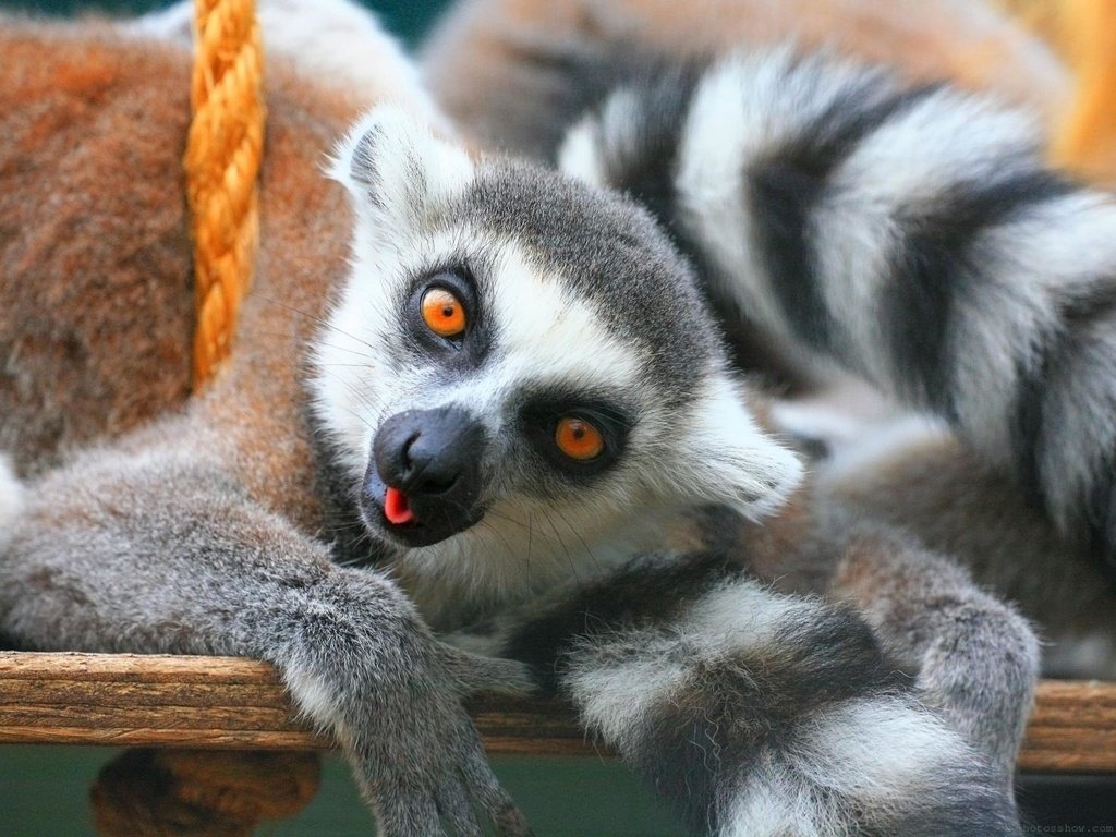 Обои лемур, lemur разрешение 2560x1920 Загрузить