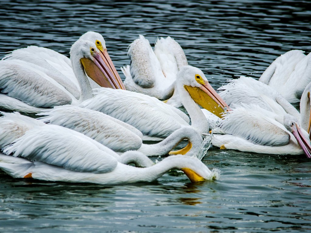 Обои вода, птицы, пеликан, пеликаны, птаха, water, birds, pelican, pelicans, bird разрешение 2950x1900 Загрузить