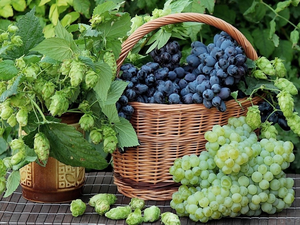 Обои зелёный, виноград, черный, корзина, ягоды, гроздь, хмель, green, grapes, black, basket, berries, bunch, hops разрешение 1920x1282 Загрузить