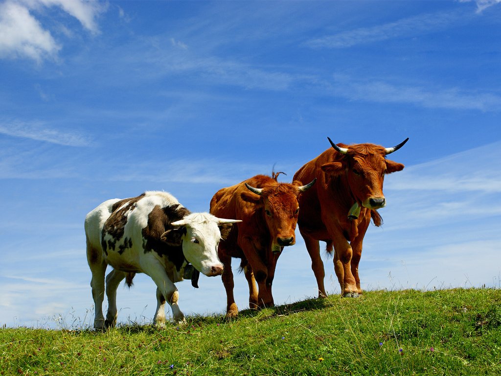 Обои небо, трава, поле, пастбище, рога, коровы, the sky, grass, field, pasture, horns, cows разрешение 1920x1200 Загрузить