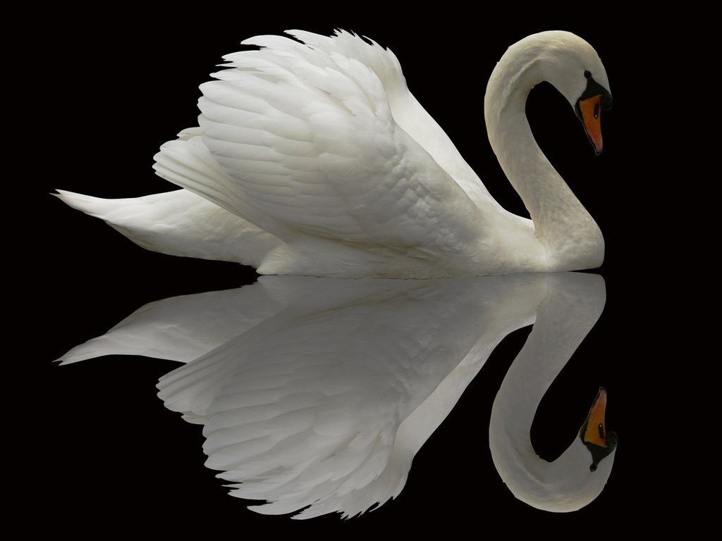 Обои отражение, птица, лебедь, reflection, bird, swan разрешение 1920x1200 Загрузить