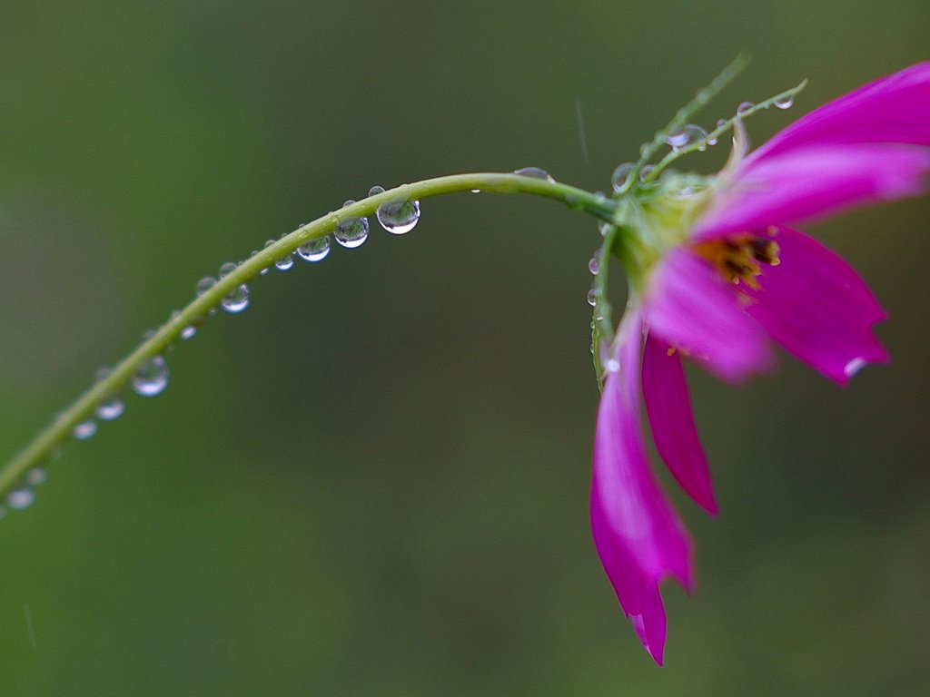 Обои цветок, роса, капли, лепестки, стебель, flower, rosa, drops, petals, stem разрешение 1920x1080 Загрузить