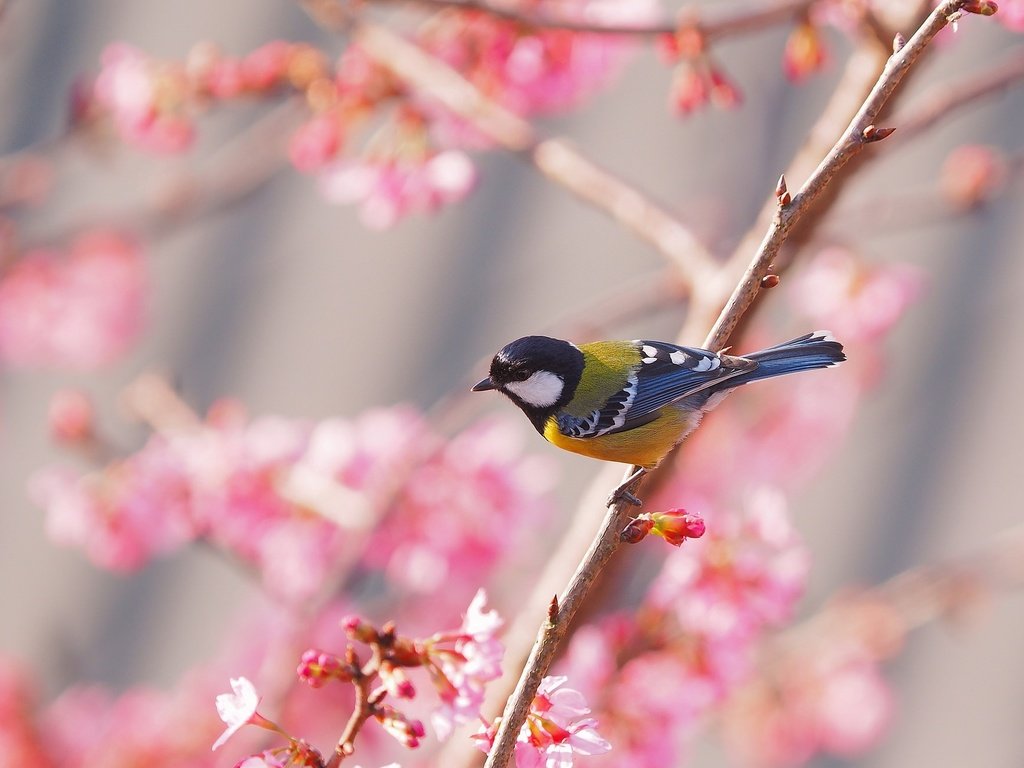 Обои птица, весна, сакура, синица, bird, spring, sakura, tit разрешение 2048x1312 Загрузить