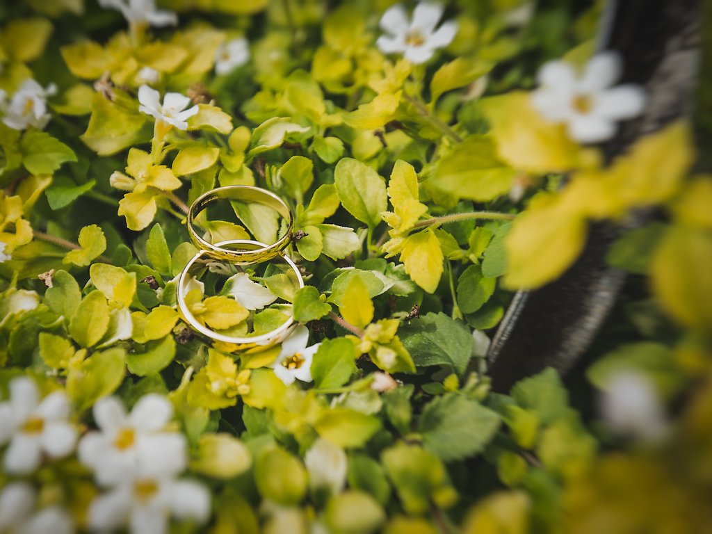 Обои цветы, листья, кольца, белые лепестки, flowers, leaves, ring, white petals разрешение 4787x3191 Загрузить