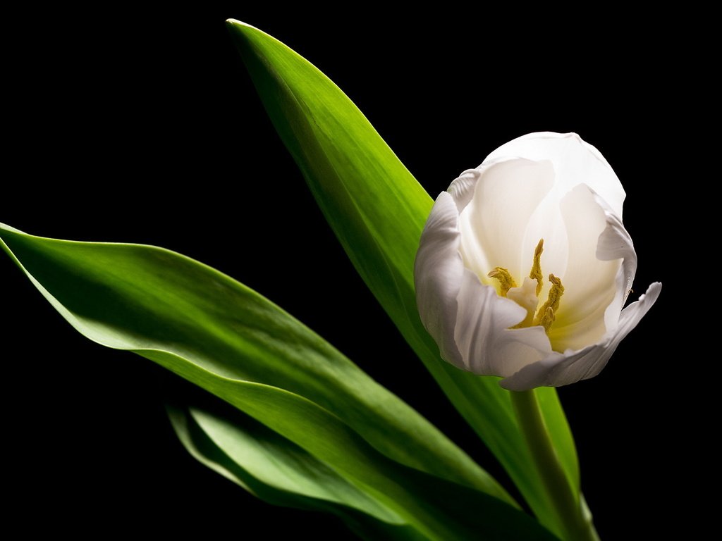 Обои белый, тюльпан, белая, alone in the dark, white, tulip разрешение 1920x1200 Загрузить