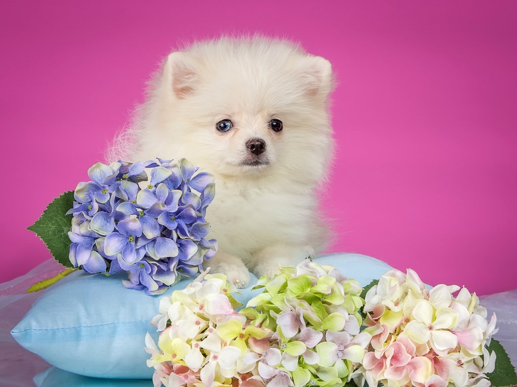 Обои белый, щенок, подушка, гортензия, шпиц, white, puppy, pillow, hydrangea, spitz разрешение 3000x1757 Загрузить