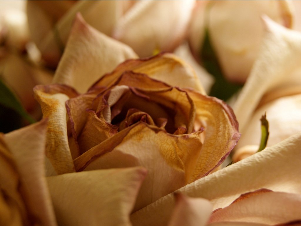 Обои роза, увядающая роза, rose, fading rose разрешение 1920x1200 Загрузить