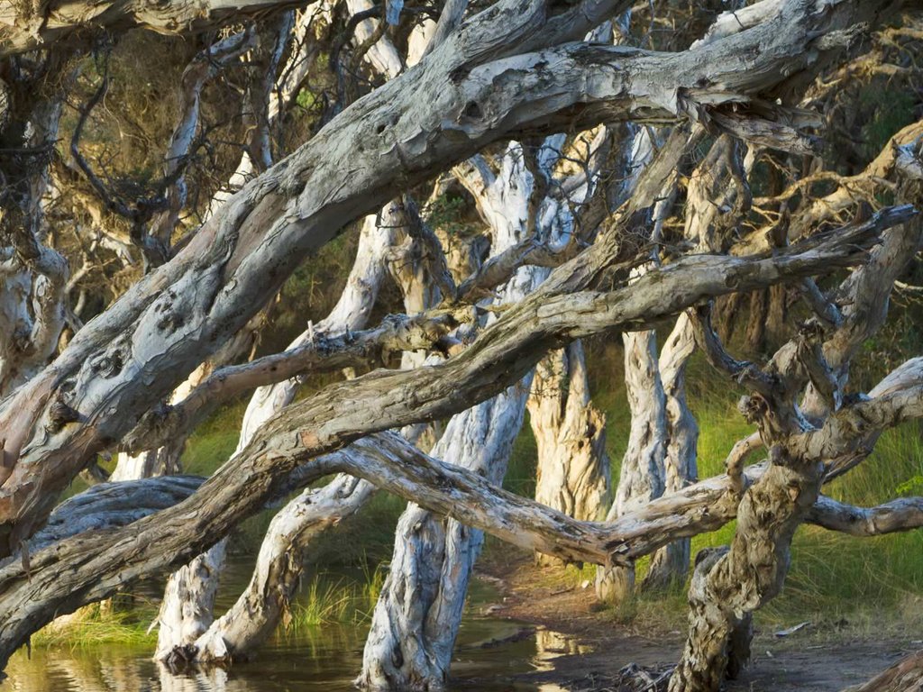 Обои деревья, лес, австралия, олбани, melaleuca, пляж нормана, trees, forest, australia, albany, beach norman разрешение 1920x1080 Загрузить